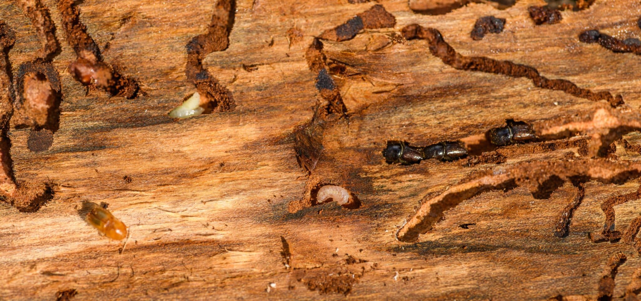 Galeries creusées par des insectes xylophages dans une poutre en bois