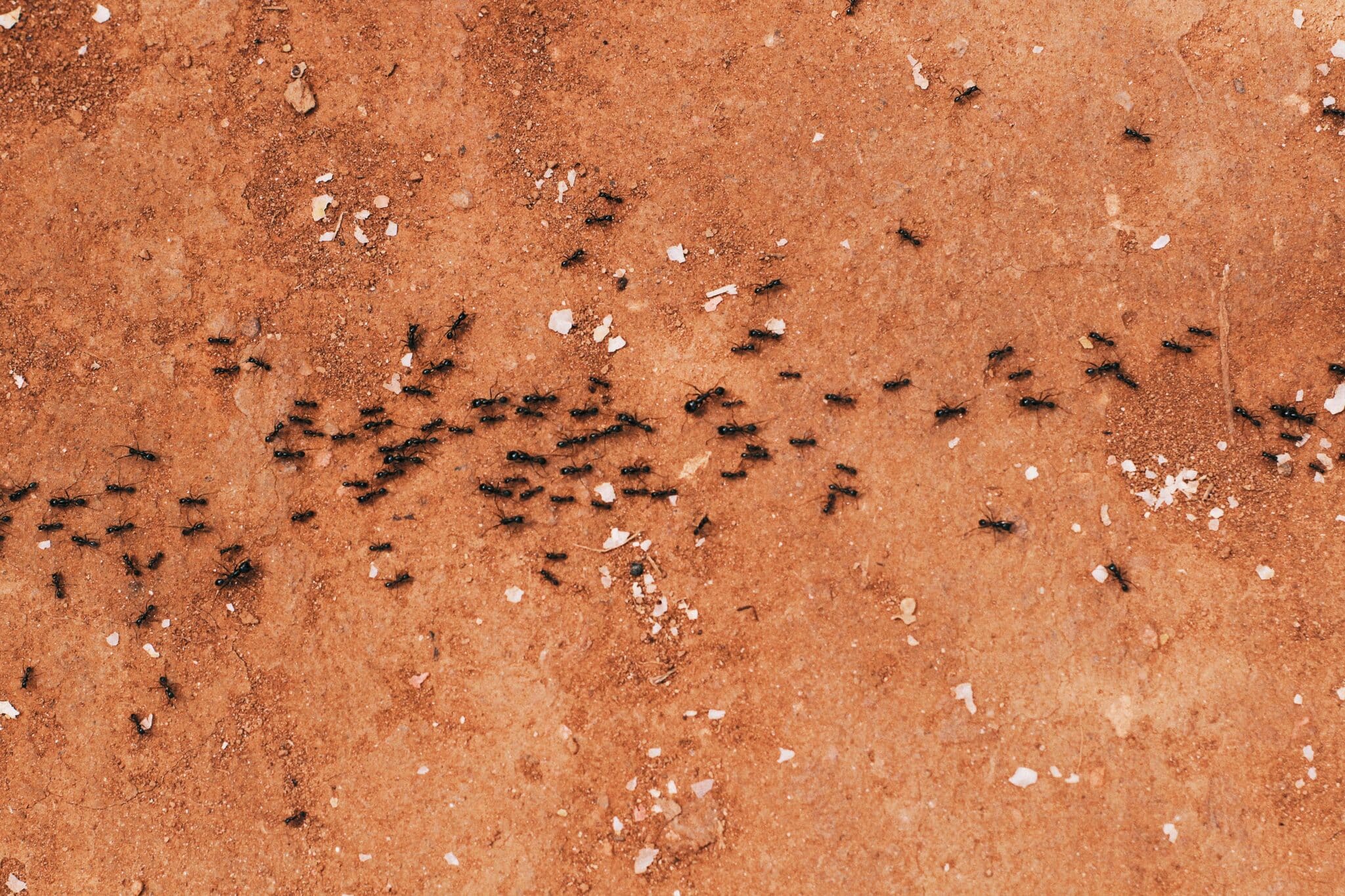 Petites fourmis noires alignées, insecte fréquent dans les maisons
