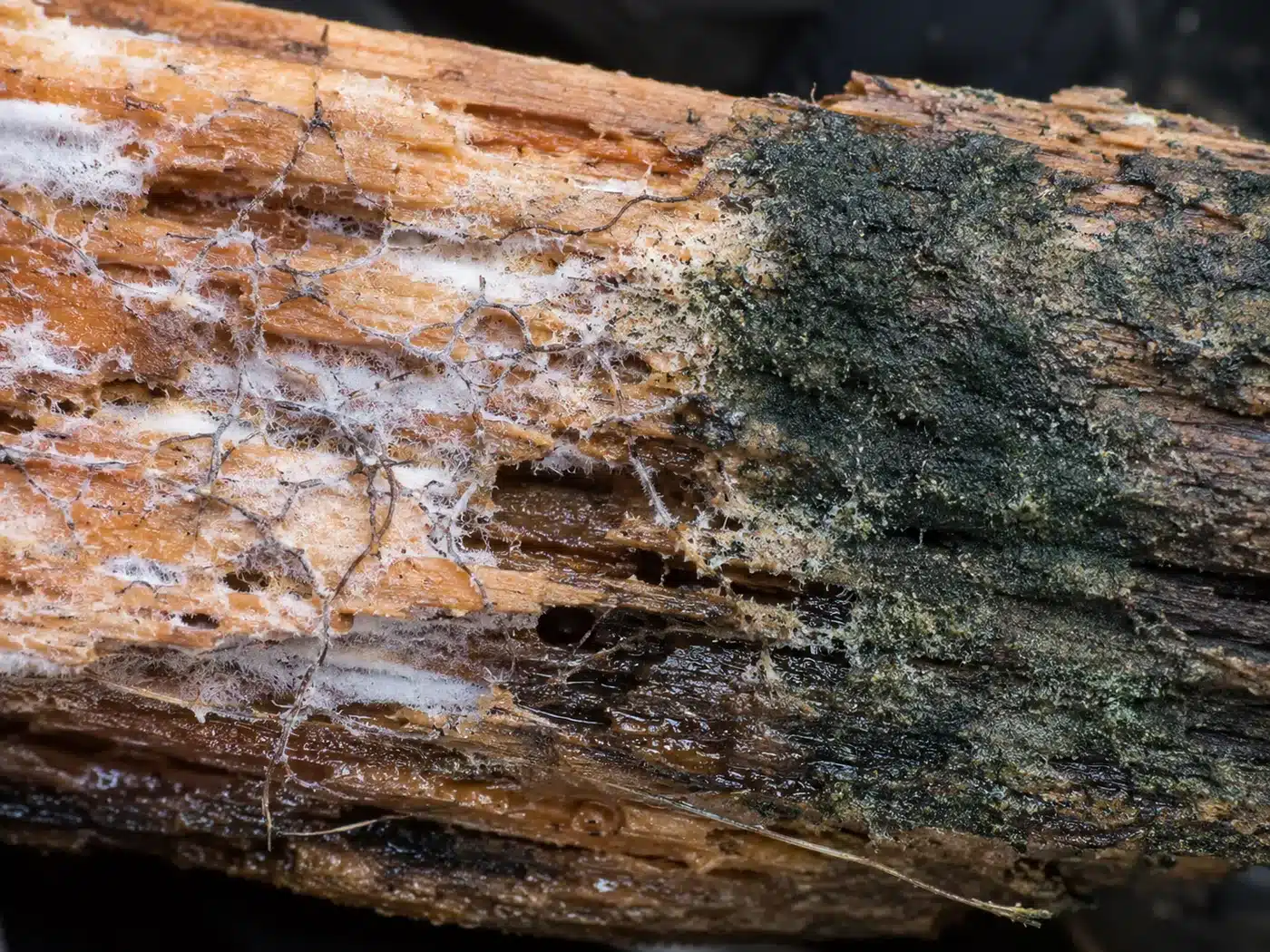 Comparaison entre mérule (filaments blancs et rhizomorphes) et moisissure classique sur du bois